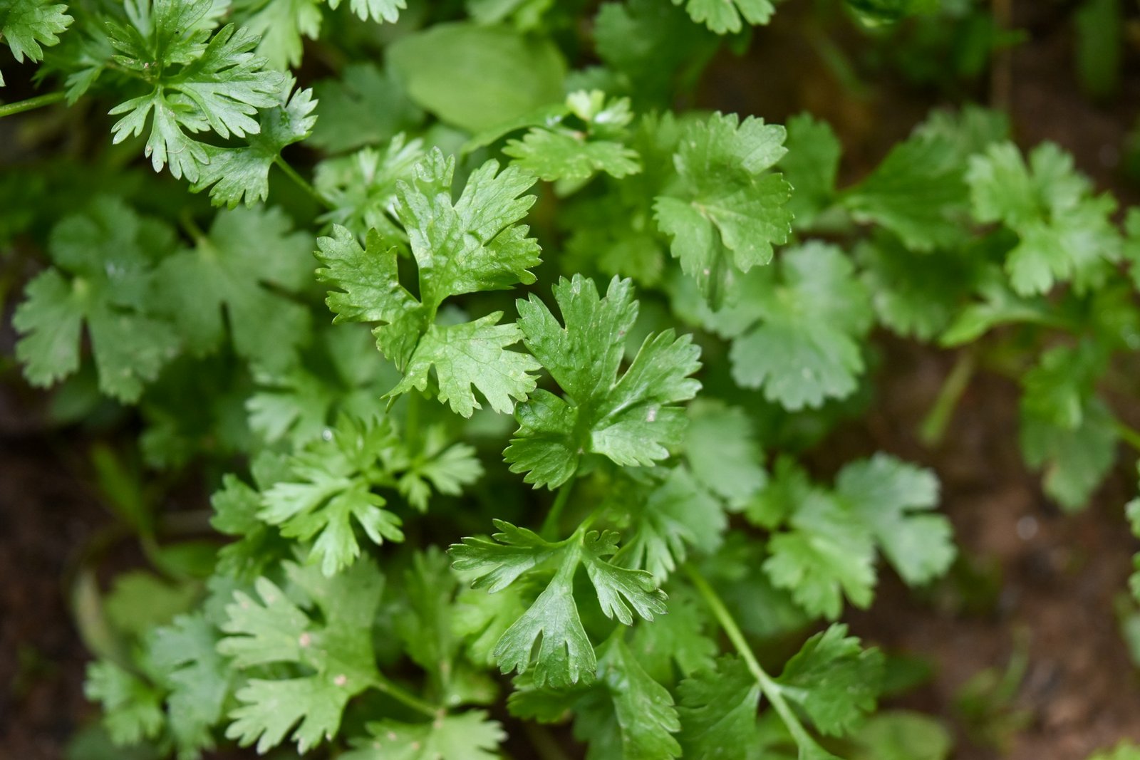 Coriander Seeds