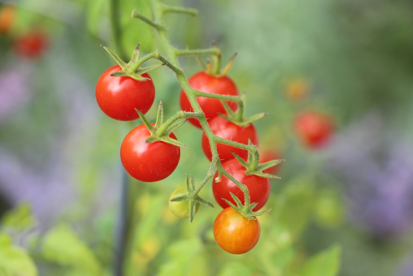 Cherry Tomato Seeds
