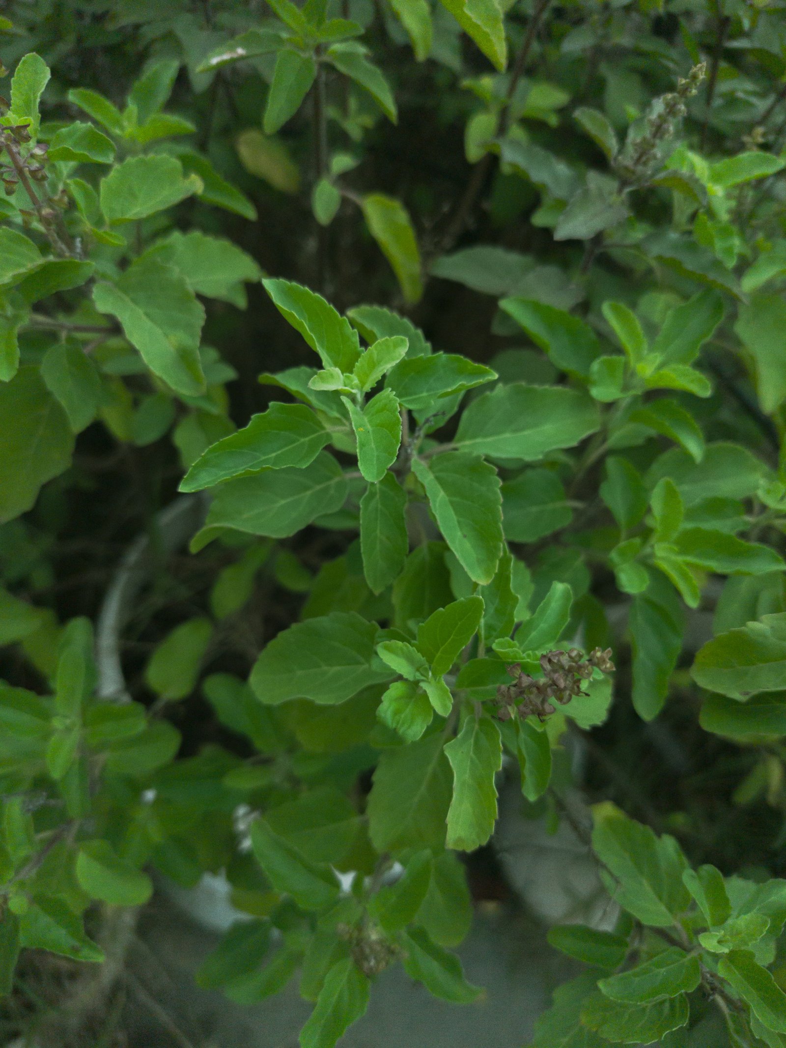 Tulsi Plant