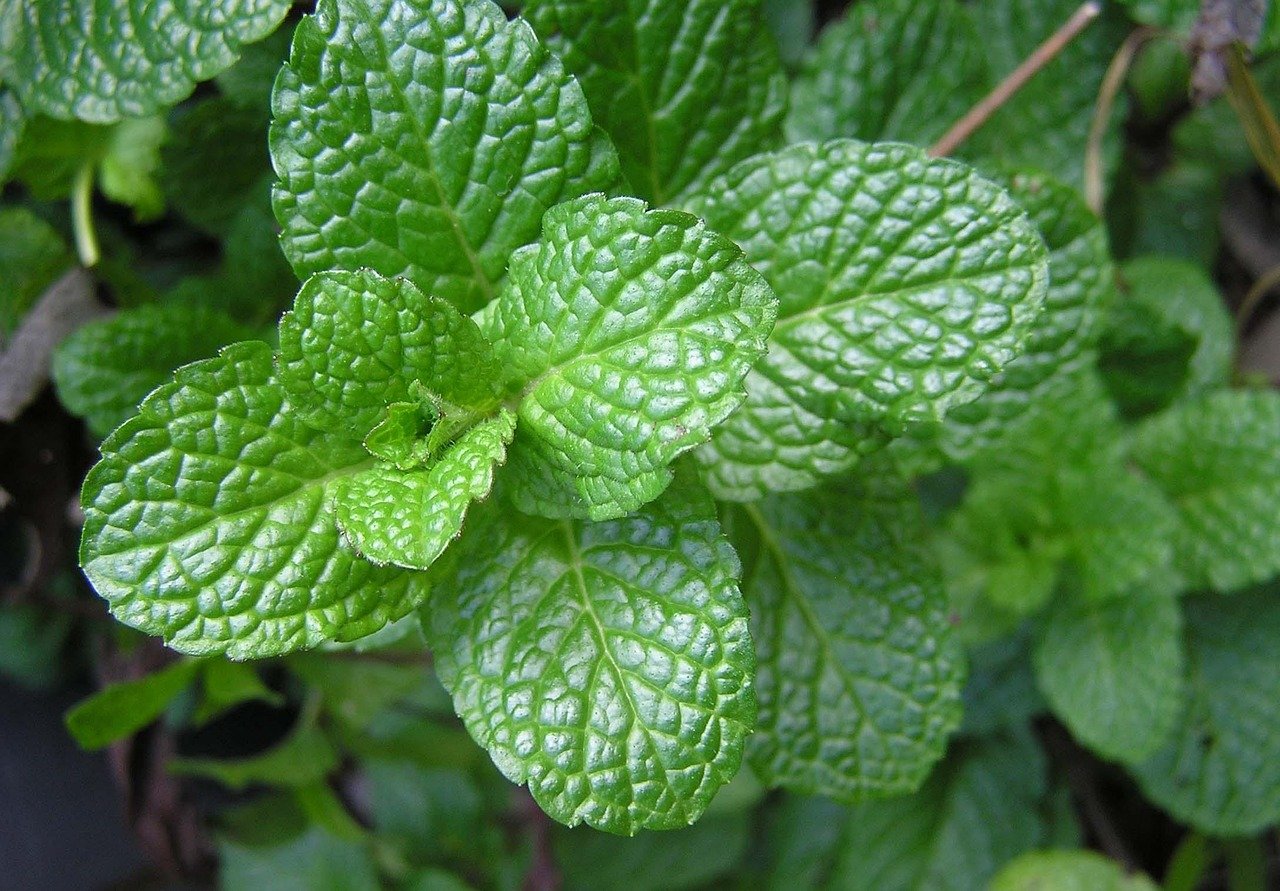 Mint Plant